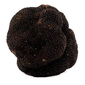 Tuber melansporum